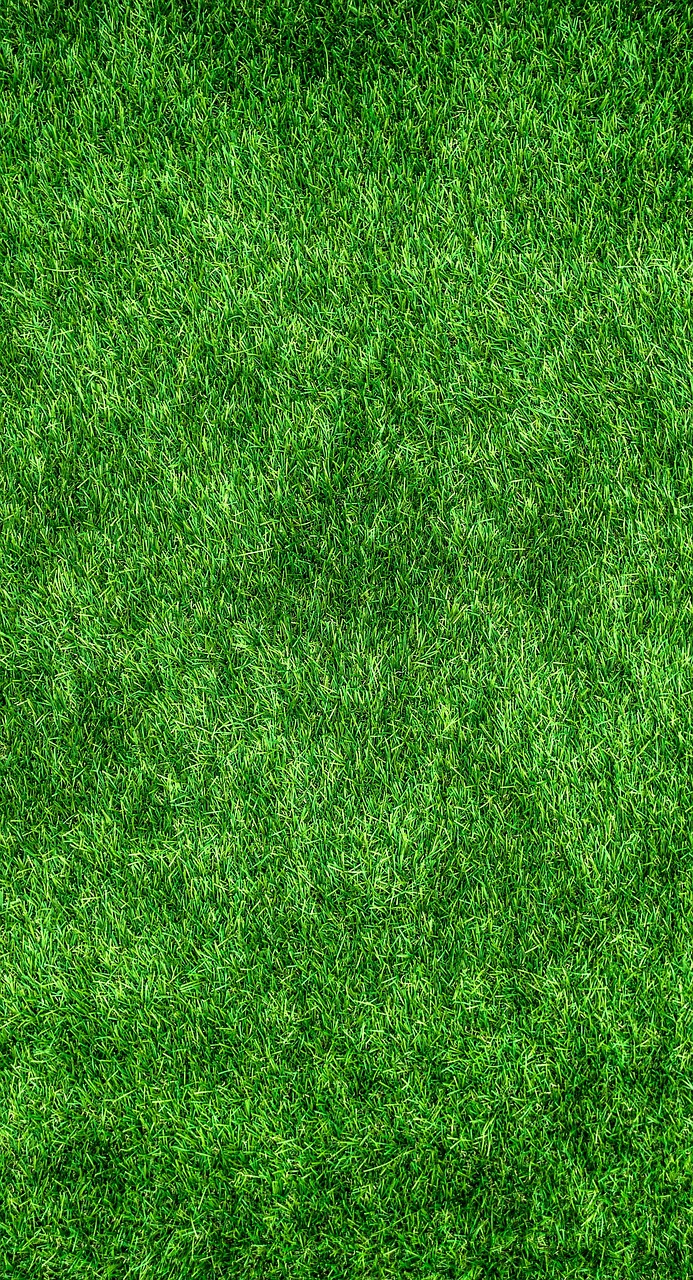 grass, lawn, garden-1659054.jpg